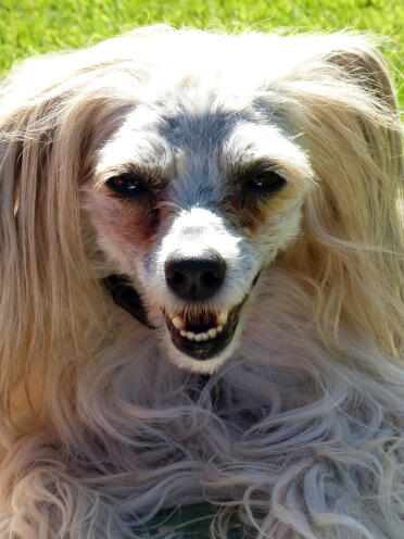 Ollie - chinese crested powder puff