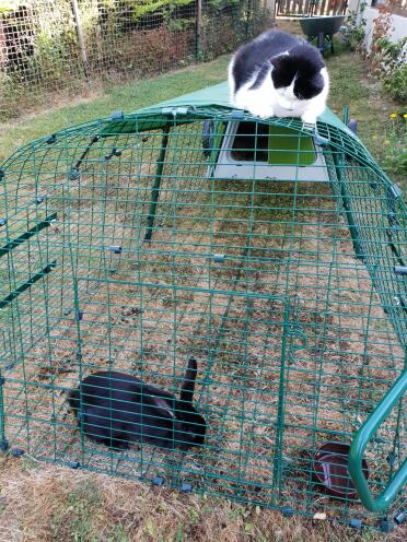 Cats and rabbits love the eglu go