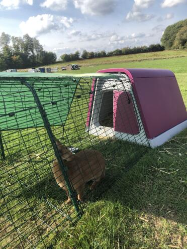 A safe enclosure for your rabbits