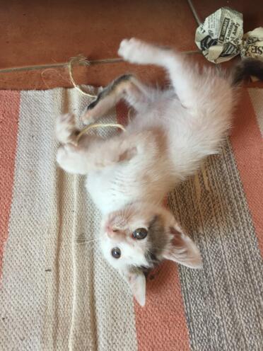 Kitten playing with string