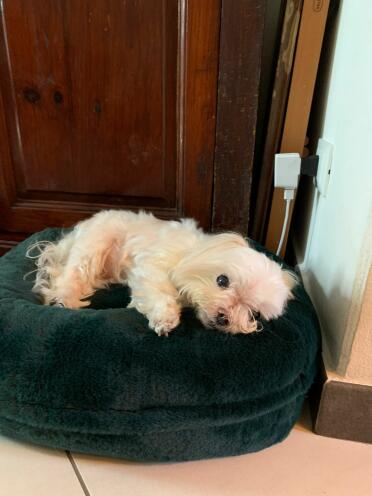 The Maya Donut is also a great choice of bed for small dogs and puppies!