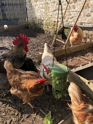 Chickens with Omlet Caddi Treat Holder