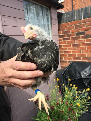 Chicken being held