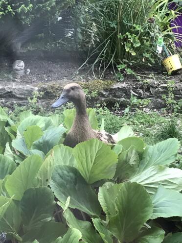 Ducks love to explore the garden!