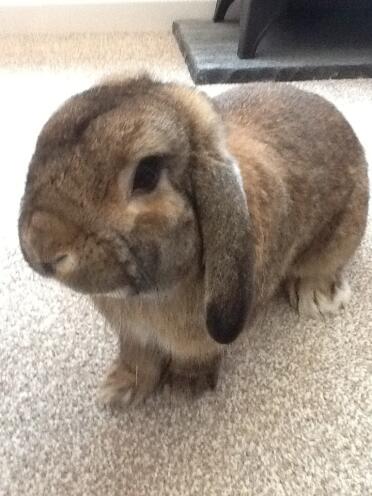 Dwarf lop