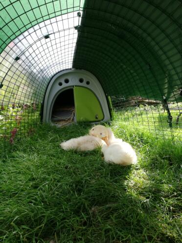 Ducks in Omlet Green Eglu Classic Duck House and Run