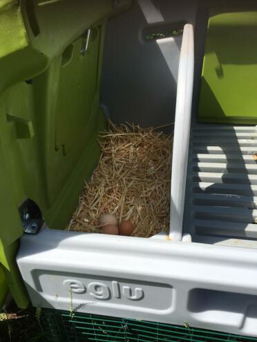 The partition between the laying nest and the chicken roosts