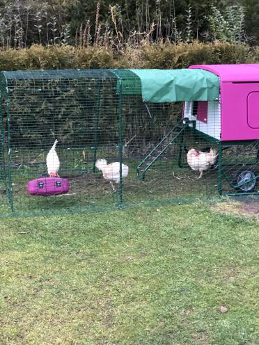 Purple Eglu Cube Large Chicken Coop and Run with Chickens in Garden