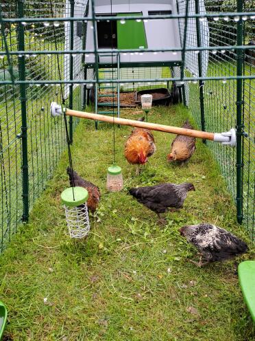 Hedemora hens in 4 metres Eglu Cube with lots of entertainment!