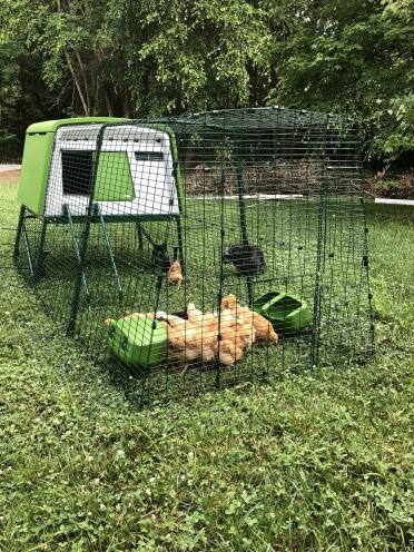 These chickens love their new house!