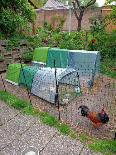 The half length all-weather run covers protect my hens from wind and rain.