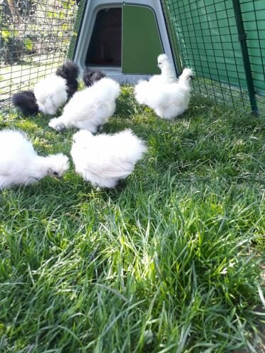 The coop can be used for up to 10 small chickens