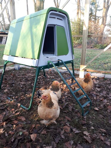 The coop alone can be placed in any enclosure