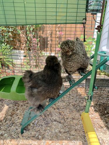 Silkies making easy work of the ladder with the help of the grips!