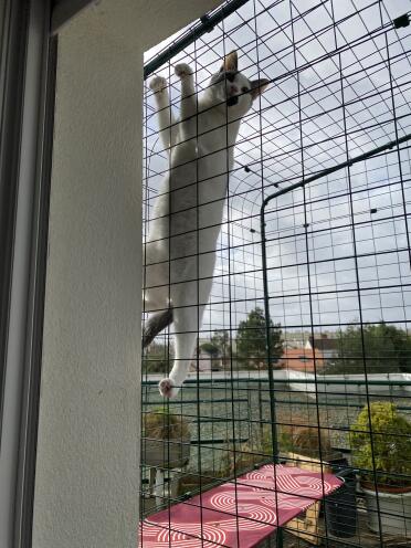 Folk  climbing on the wall of his cat enclosure