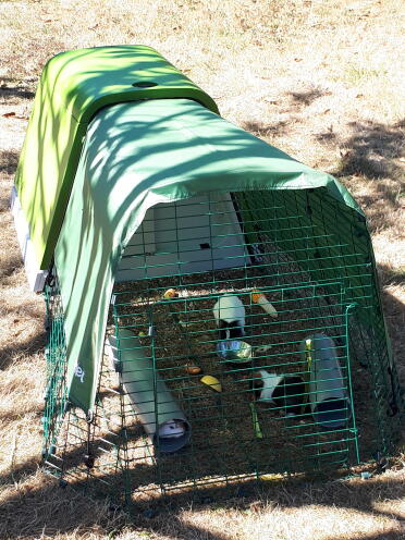 Guinea pigs love living with their frineds!