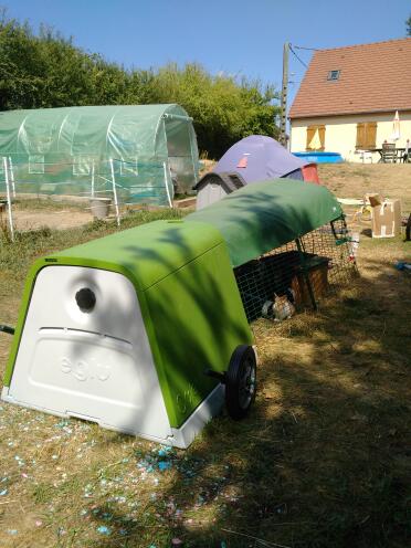 What a lovely home for these guinea piggies!