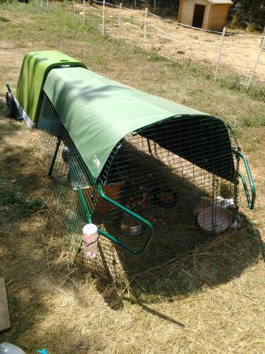 What a lovely home for these guinea piggies!