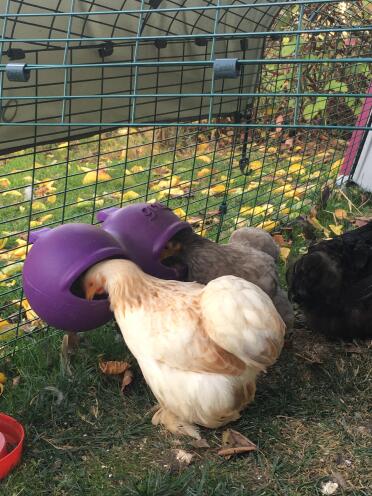 Chickens eating from feeder