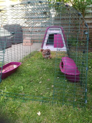 The pink coop adds some colour in your garden