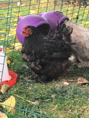 Chickens eating from feeder