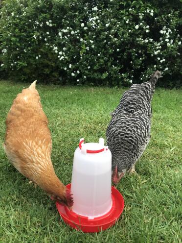 Eton poultry drinker