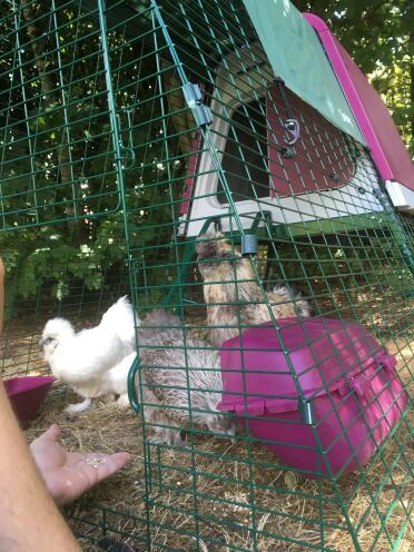 Chickens in Omlet Purple Eglu Go UP Raised Chicken Coop Run