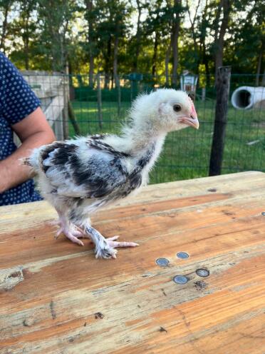 Beautiful baby german faverolle rooster