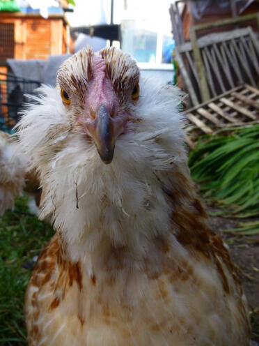 Salmon faverolle bantam