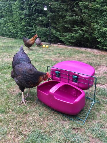 Love this stand - it encourages the girls to drink plenty in this hot weather! 