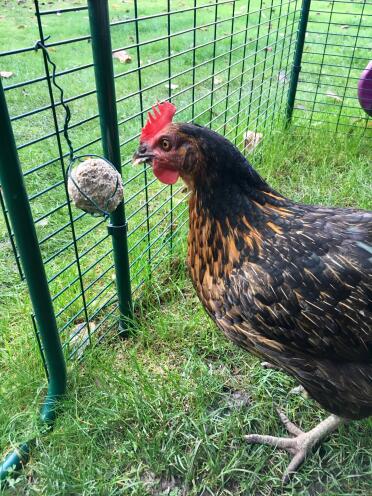 Mary loves these Chicken Pecker Balls! 