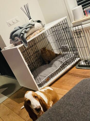 Tiger loves Ferie's crate too!
