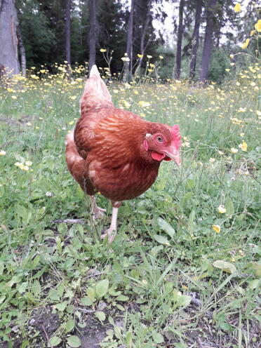 Chickens love having space to roam!