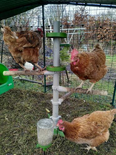 Happy hens enjoying time on their freestanding chicken perch