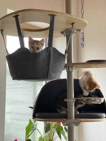The kittens love the variety of activities that their cat tree offers