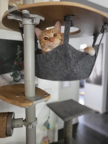 Pumpkin loves the hammock