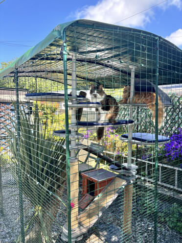 Summer days in our outdoor catio with outdoor cat tree