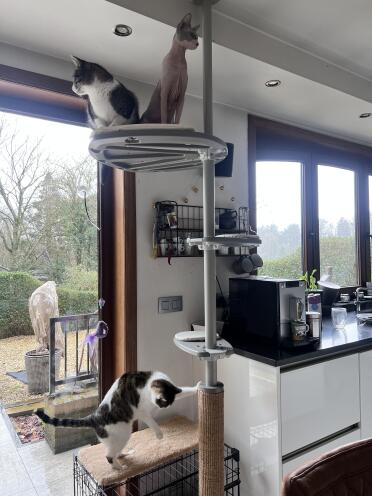 We are very happy with the outdoor climbing pole. it is now in the kitchen until the cats can go to the run outside. This way, we can enjoy the climbing pole all seasons. We will probably expand it in the future!