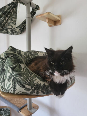 Stoffel loves his cat nest for cuddling