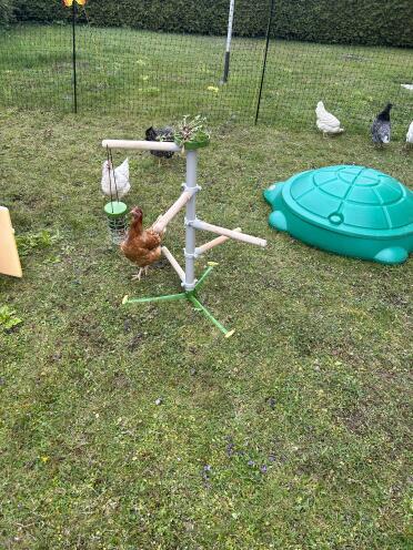 Lots of fun with the Freestanding chicken perch!