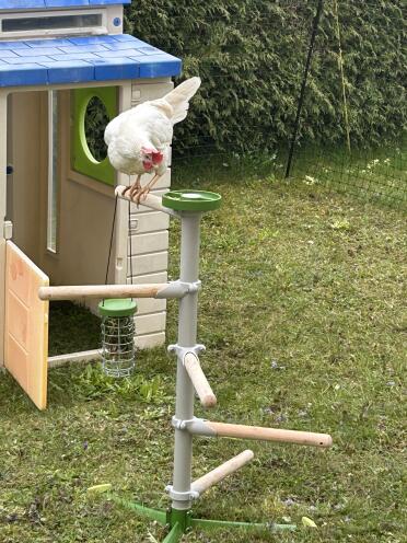 A great way to keep your chickens entertained!