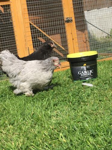 Hermione & Lily enjoying the first taste of garlic powder