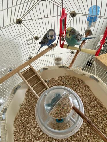 Birds love the interior of their Geo bird cage!