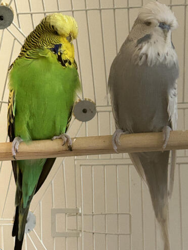 Charles and Camilla enjoying their regal palace