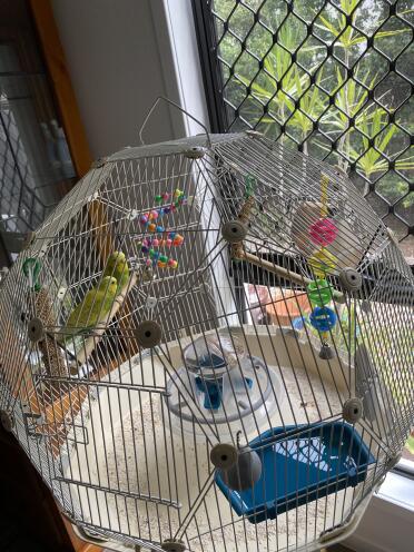 My green and Gold aussie budgies Sunny & Lunar bros love their Geo cage with tray liner - are very happy chirpy budgies!