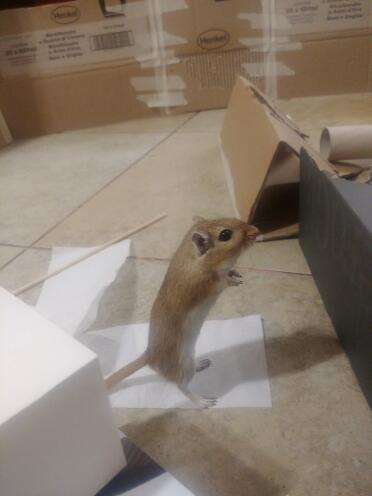 Gerbils are such playful animals!