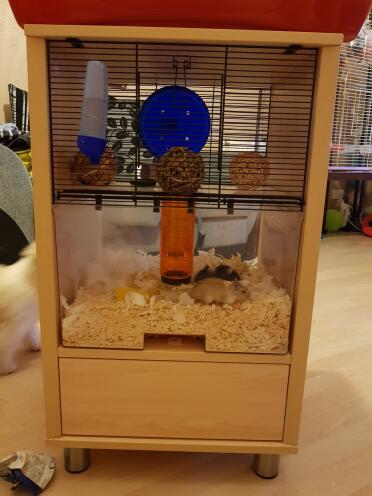 What a lovely home for these hamsters!