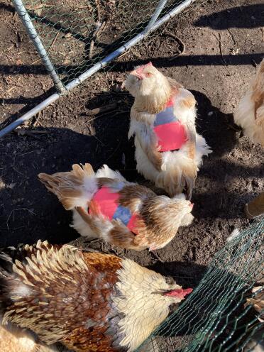 Improve the visibility of your chickens