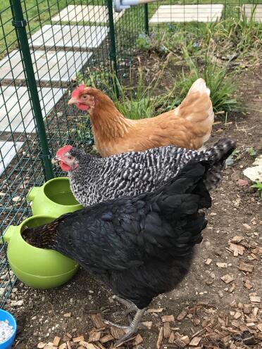 My hens love the Glug