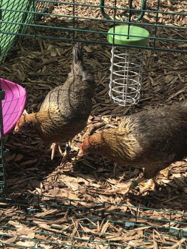 Gold Welbar Bantams 